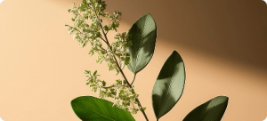 Boswellia