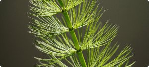 Horsetail Extract