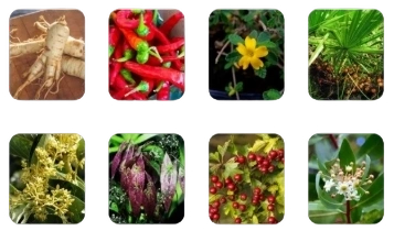 ProtoFlow Ingredients